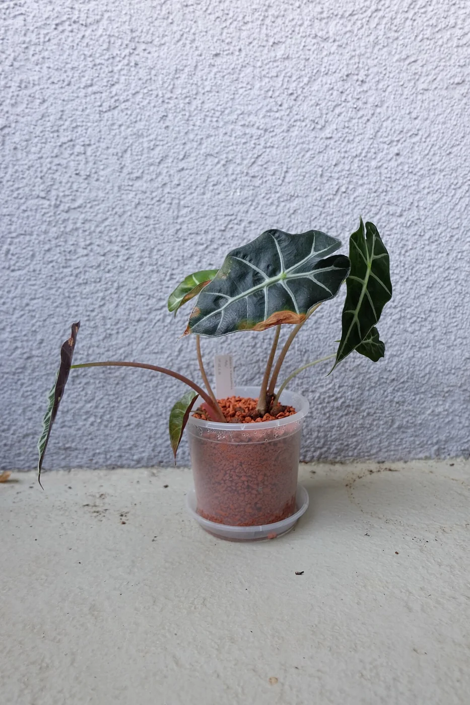 Alocasia
