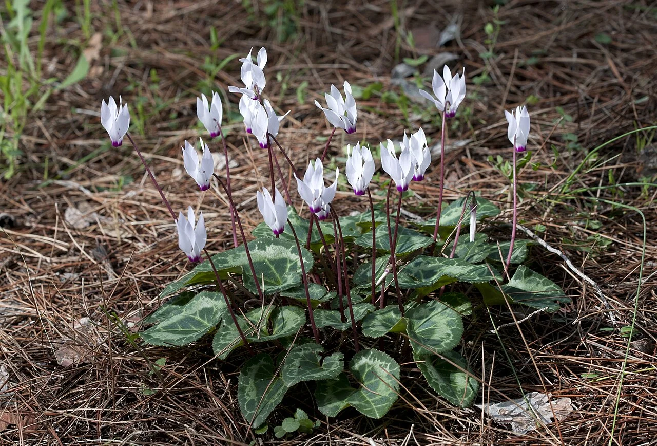 Alpenveilchen