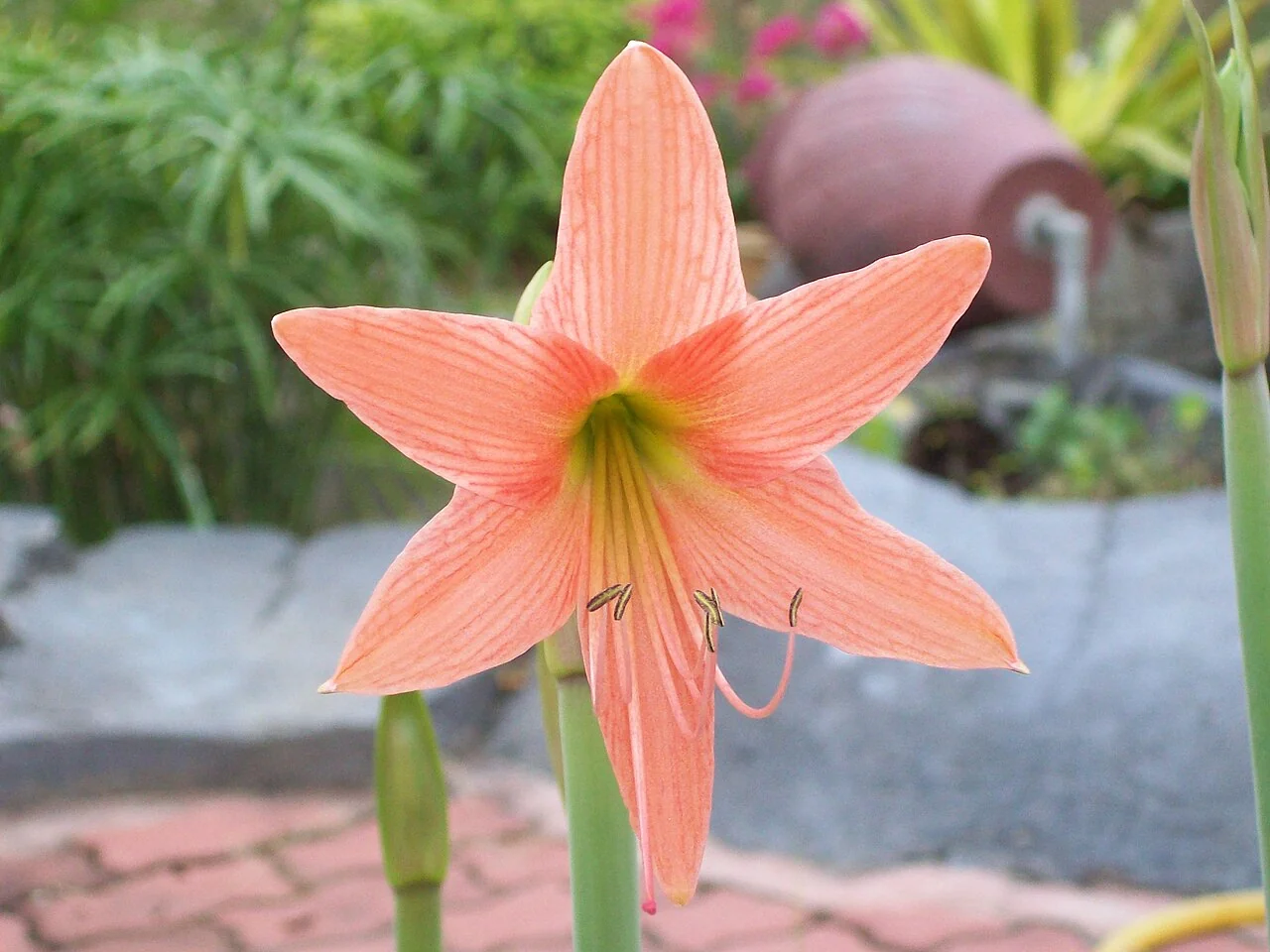 Amaryllis