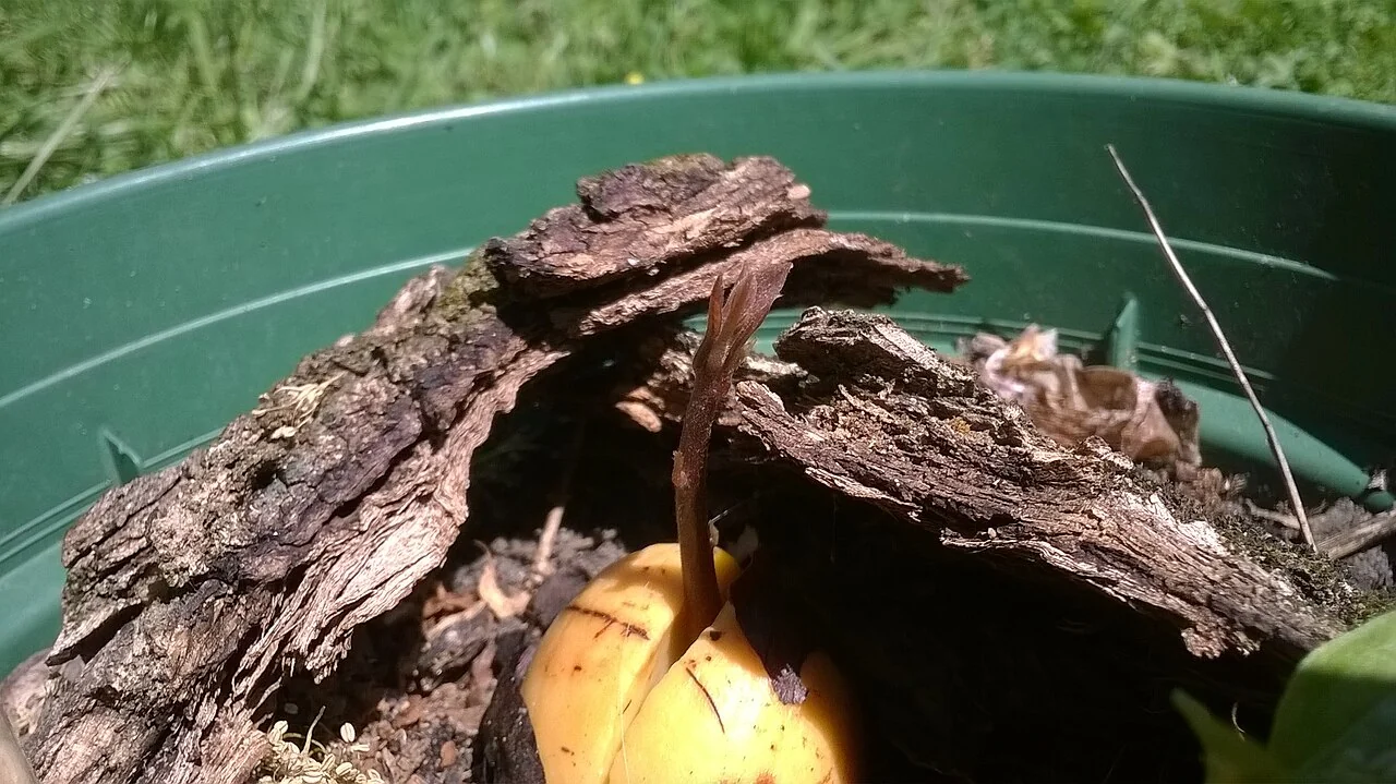 Avocado