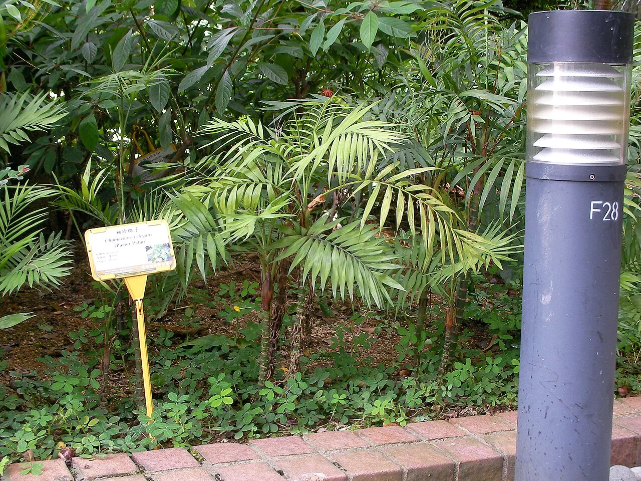 Bergpalme