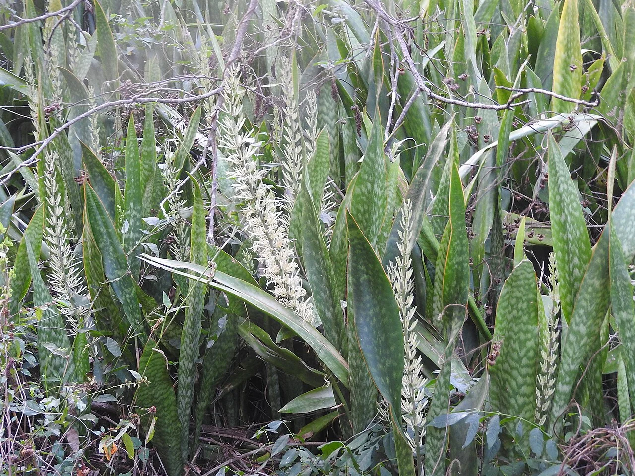 Bogenhanf – botanisches Art- oder Sortenbeispiel
