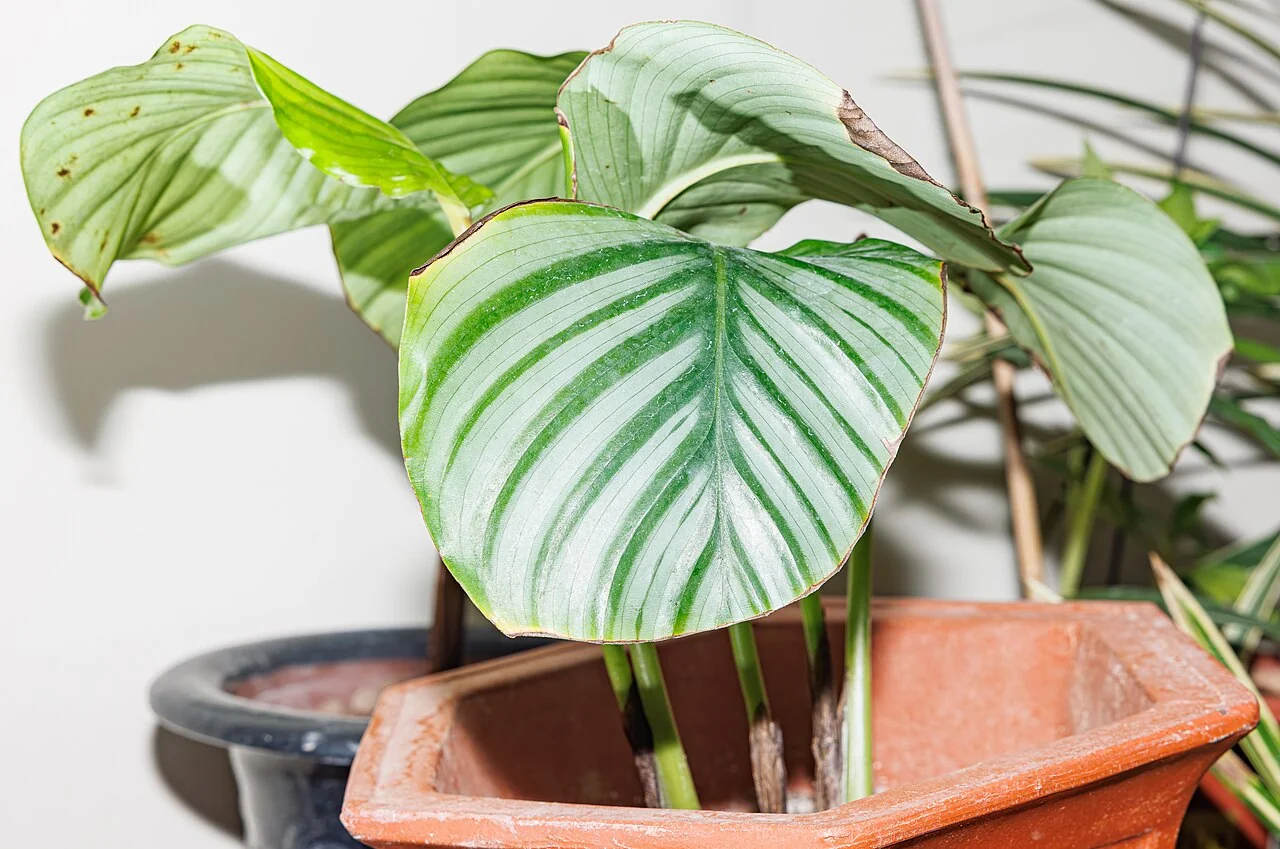 Calathea