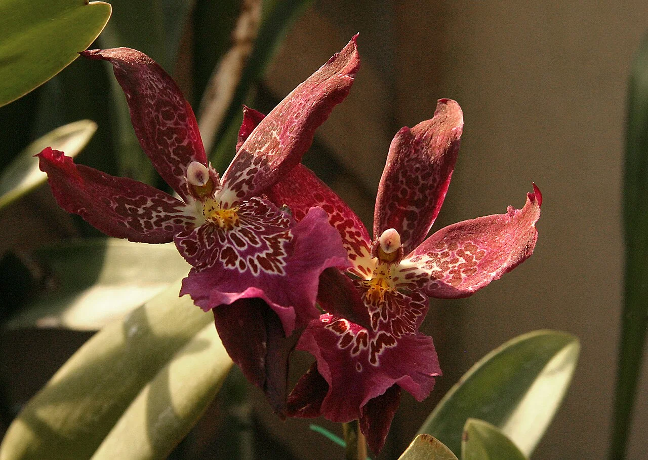 Cambria-Orchidee