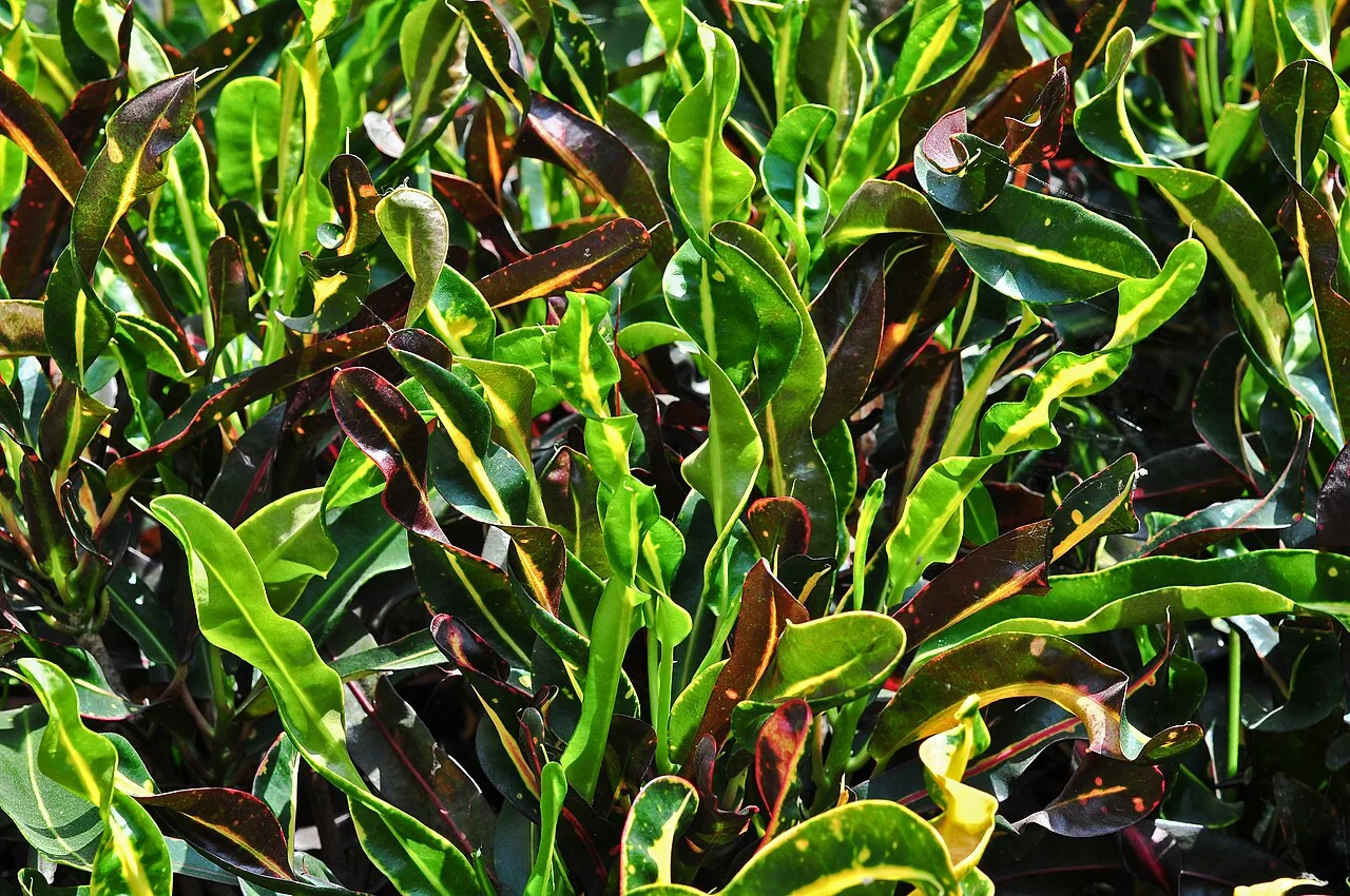 Croton