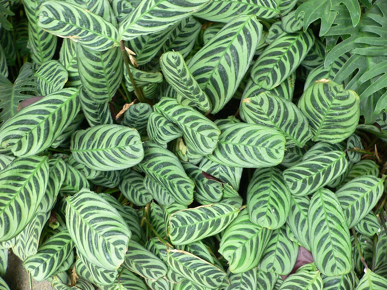 Ctenanthe