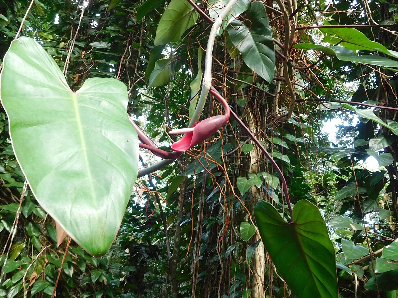 Elefantenohr-Philodendron