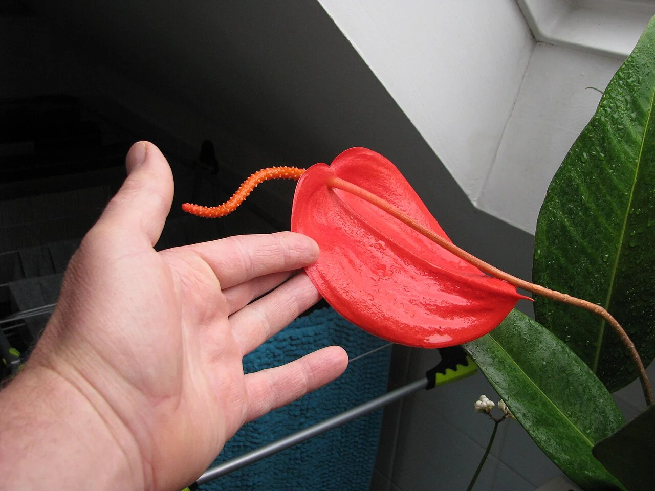 Flamingoblume