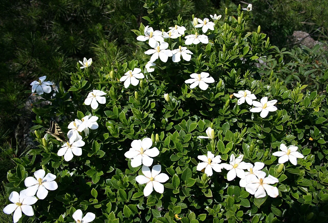 Gardenie