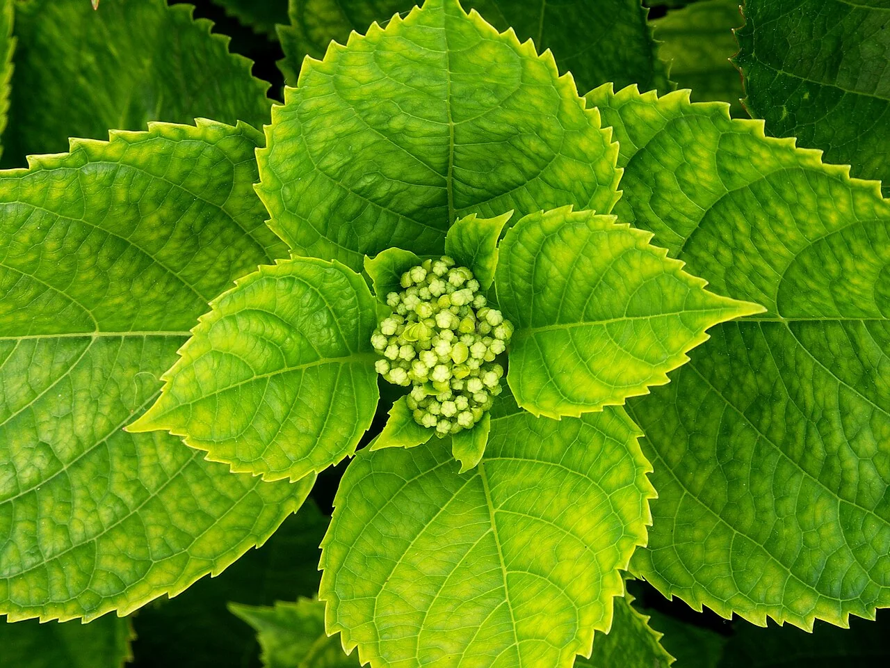 Hortensie