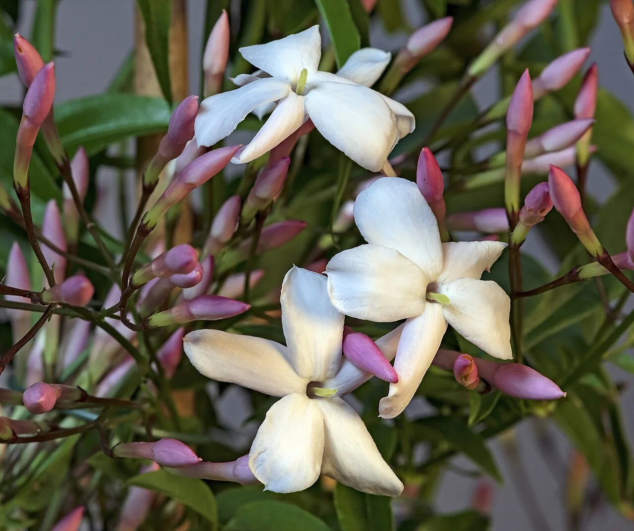 Jasmin