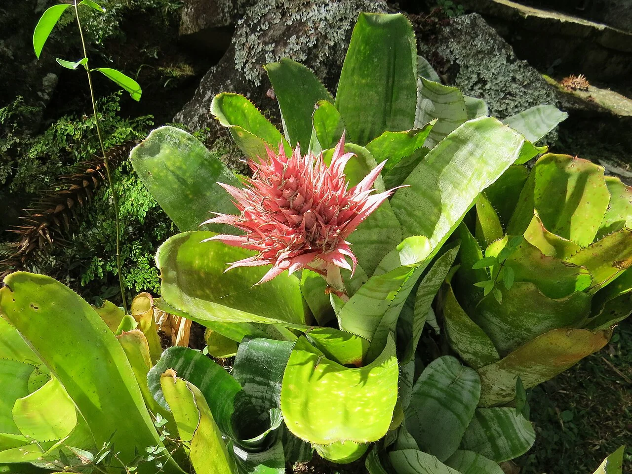 Lanzenrosette