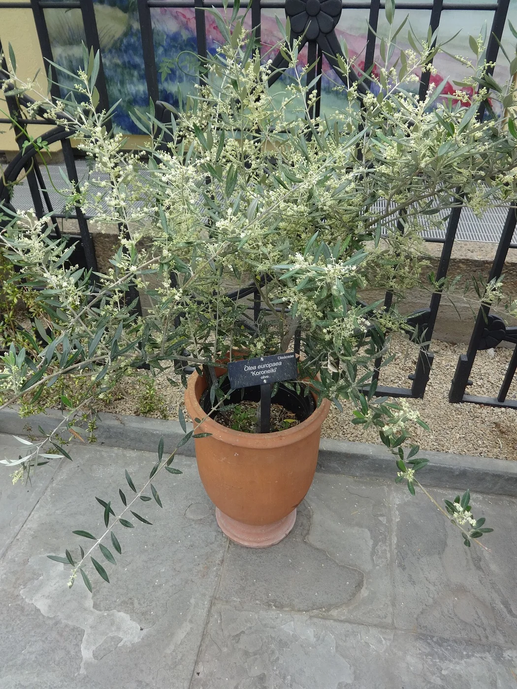 Olivenbaum