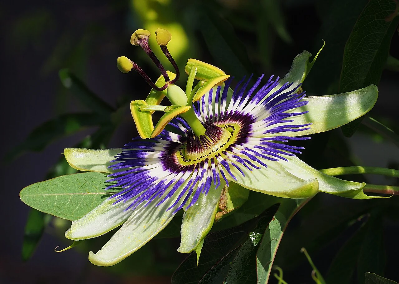 Passionsblume