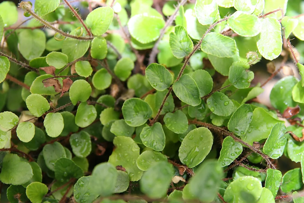 Pellefarn