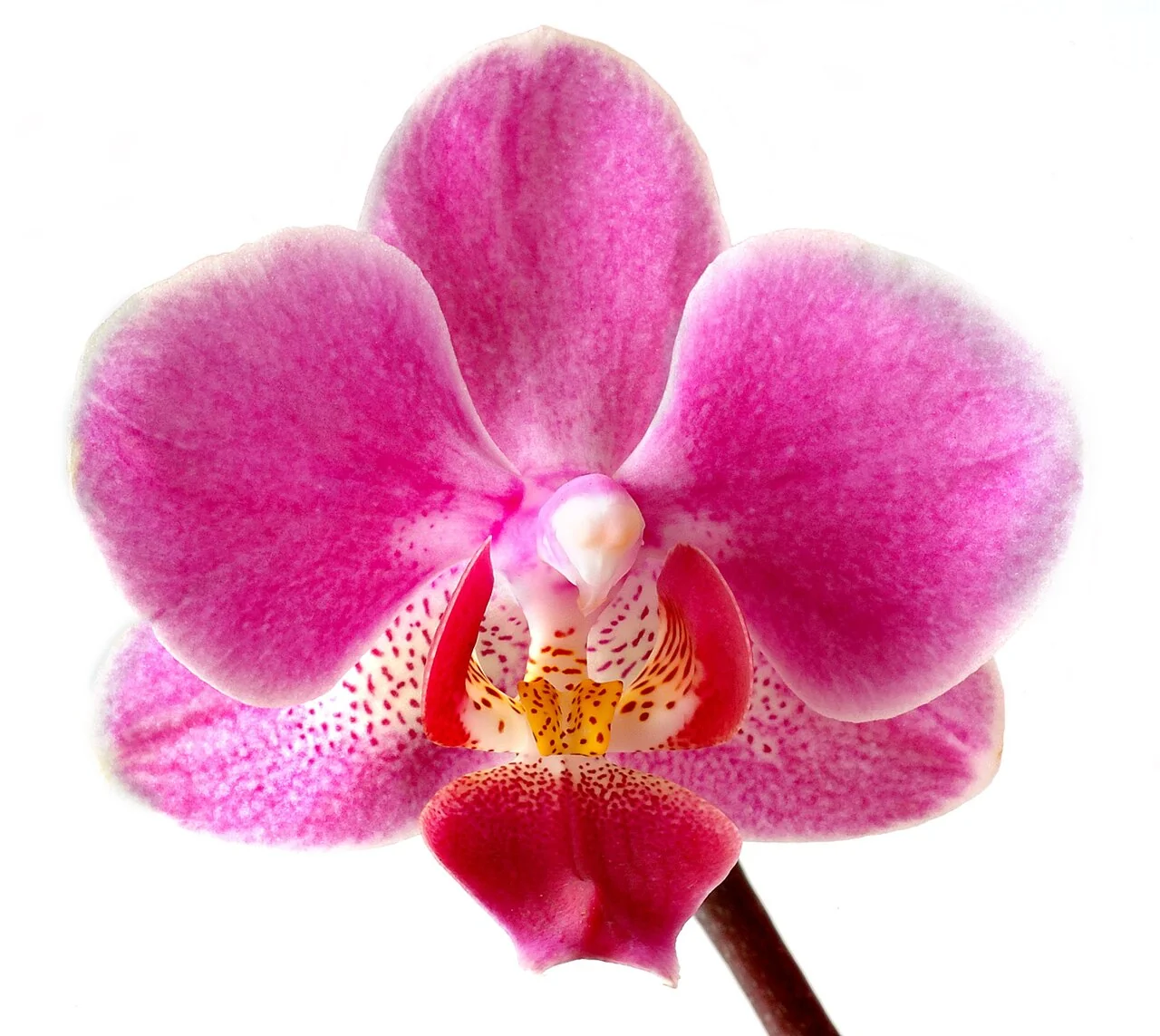 Phalaenopsis