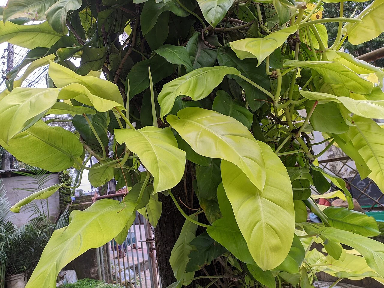 Philodendron Scandens