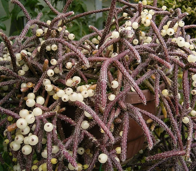Rhipsalis