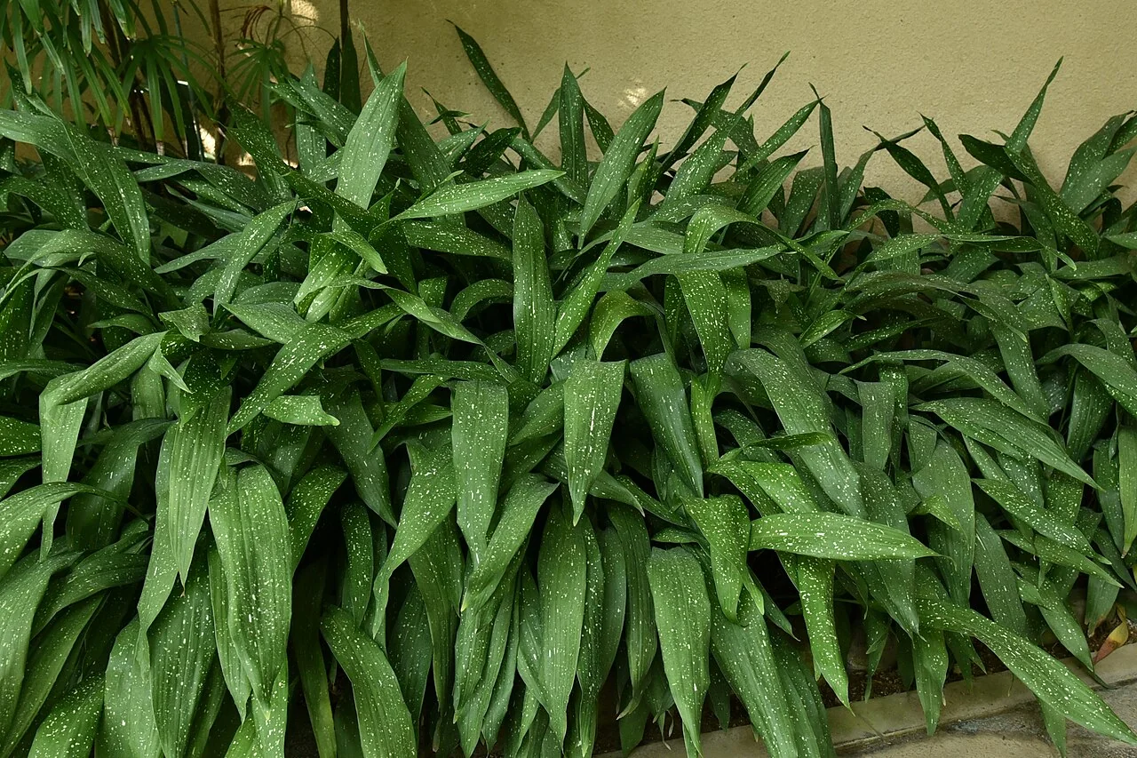 Schusterpalme