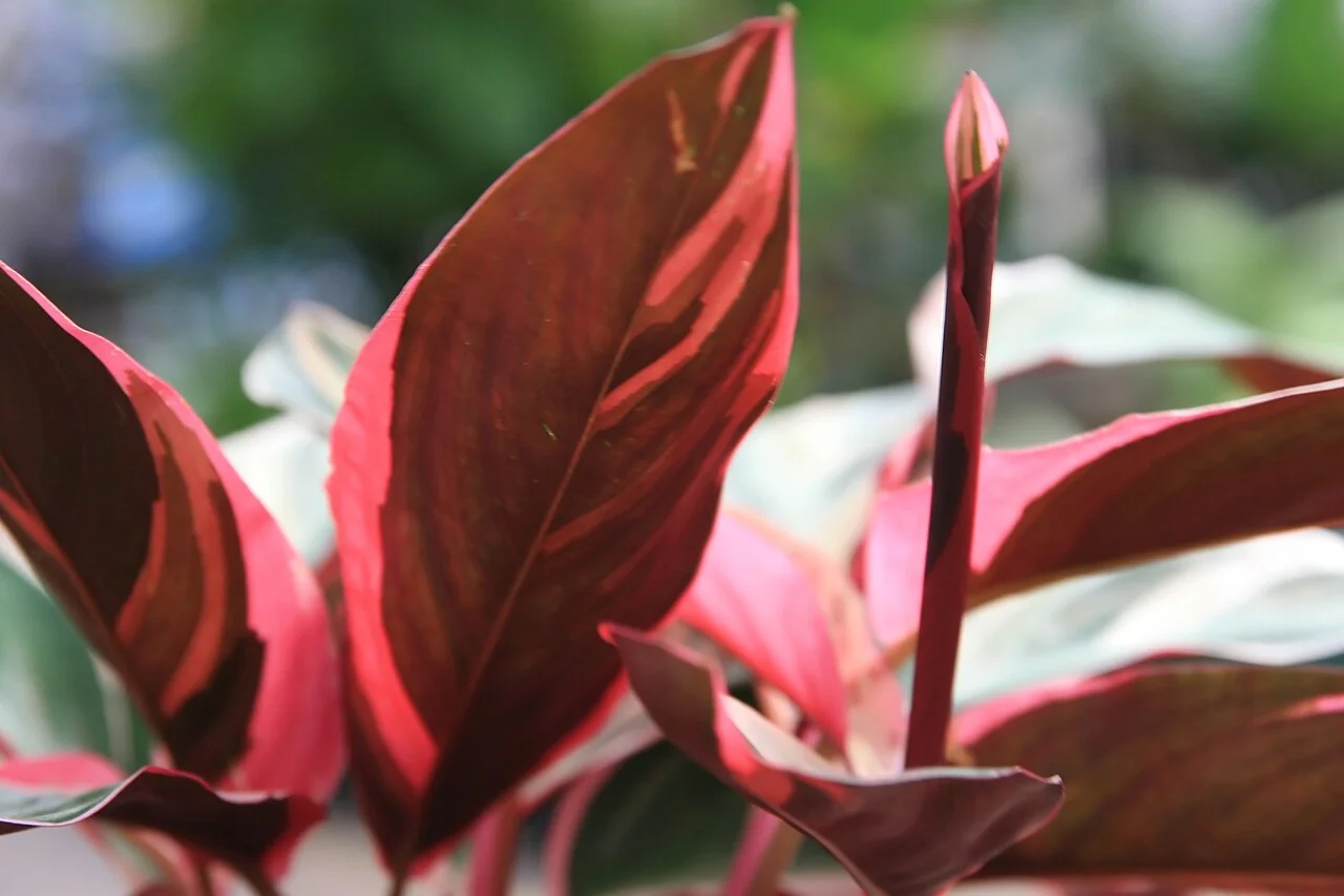 Stromanthe