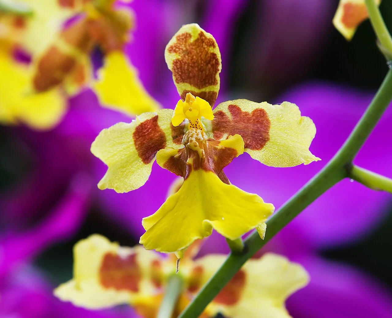 Tanzende Orchidee