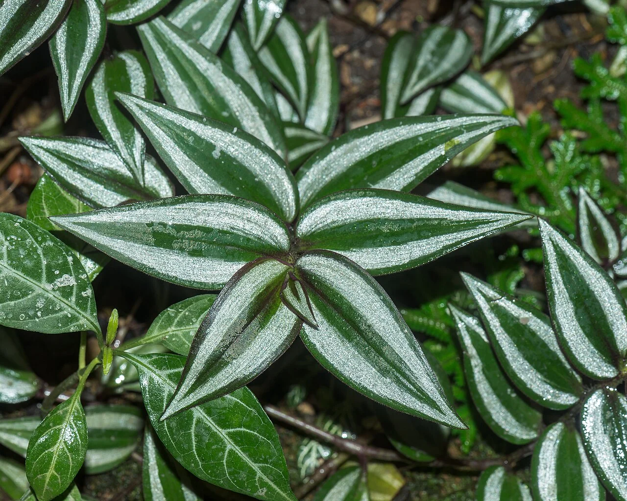 Tradescantie