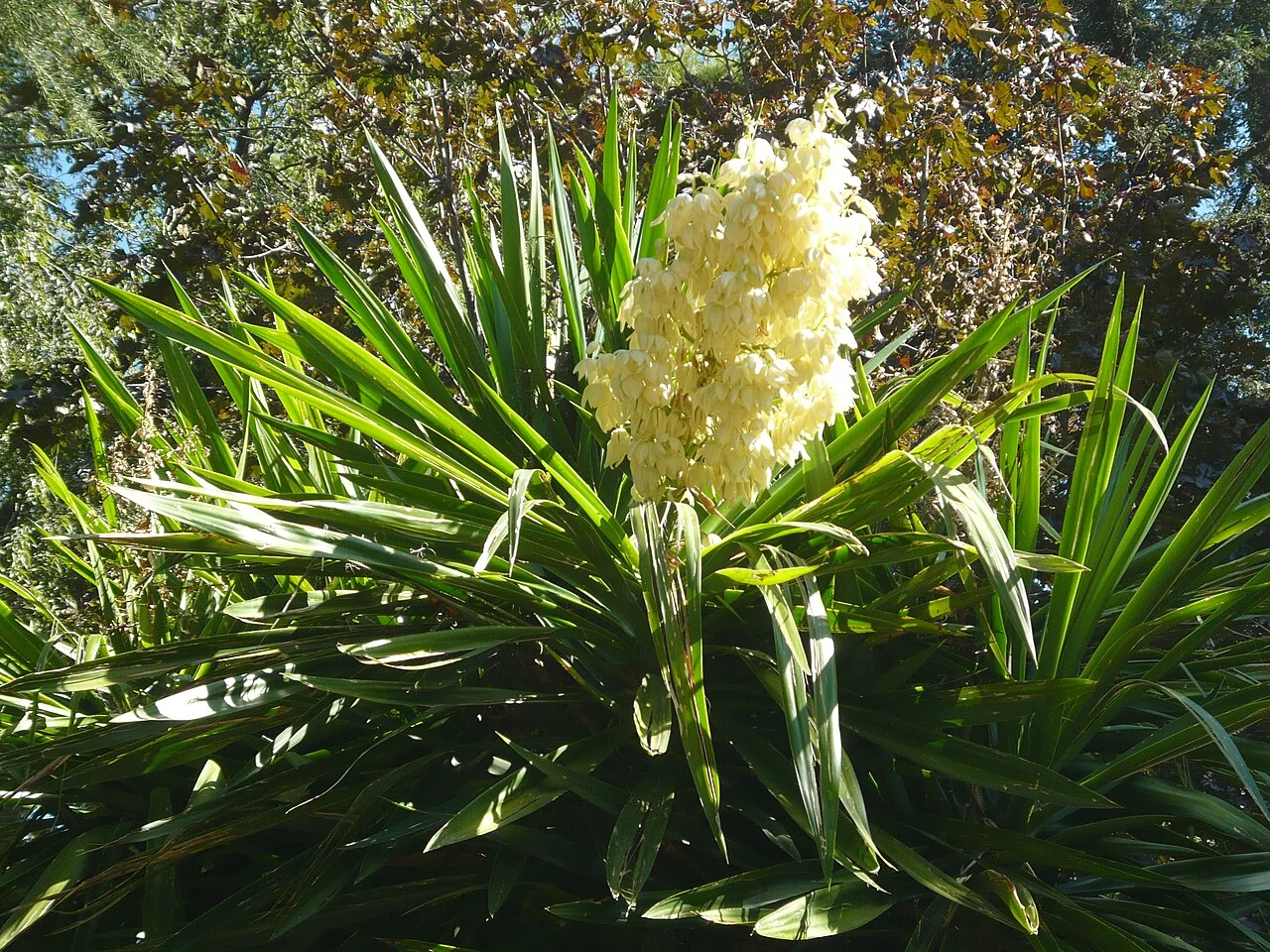 Yucca-Palme