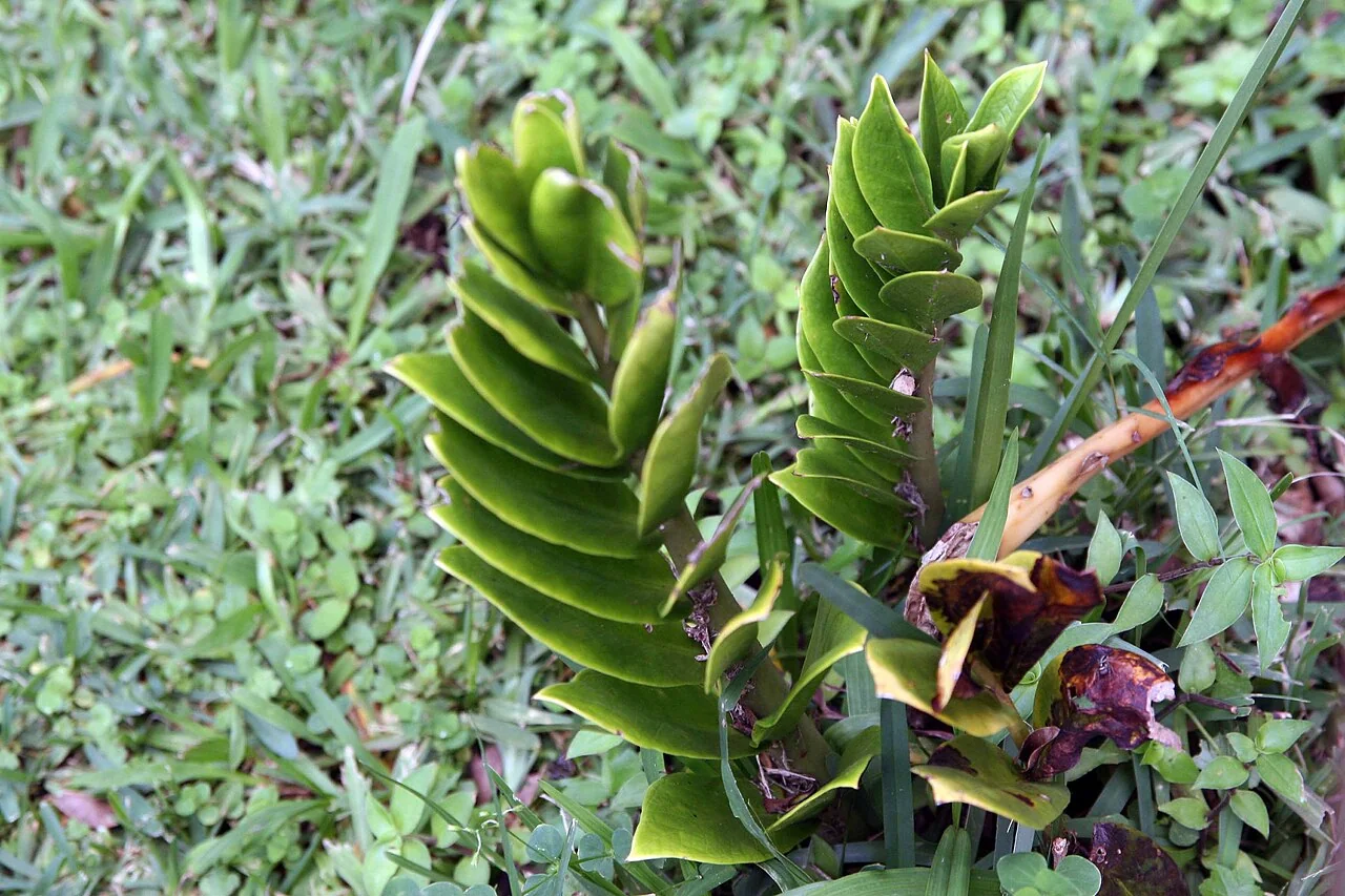 Zamioculcas – botanisches Art- oder Sortenbeispiel