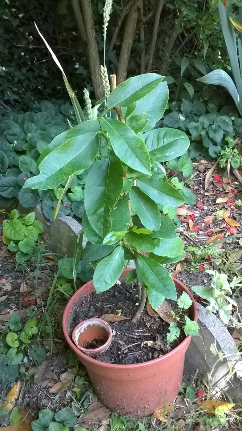 Zitronenbaum