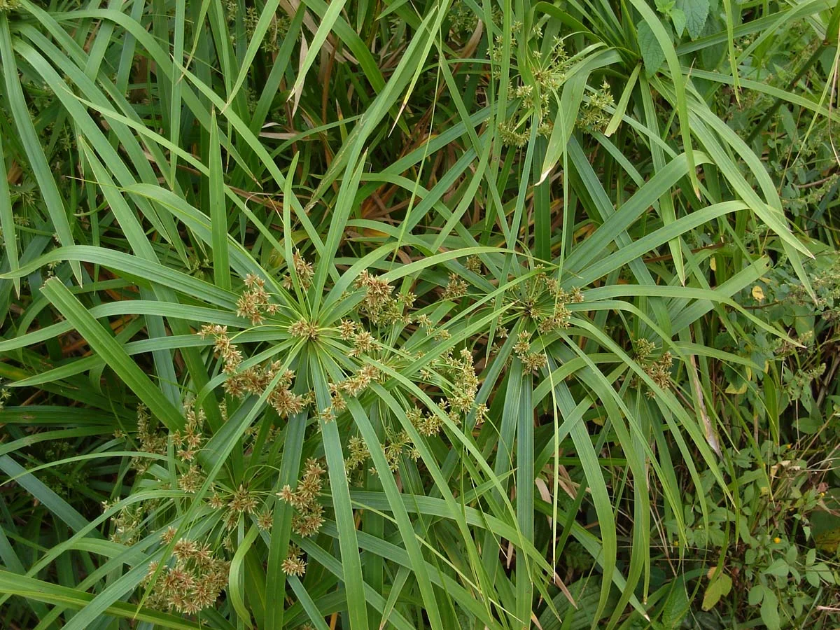 Zyperngras